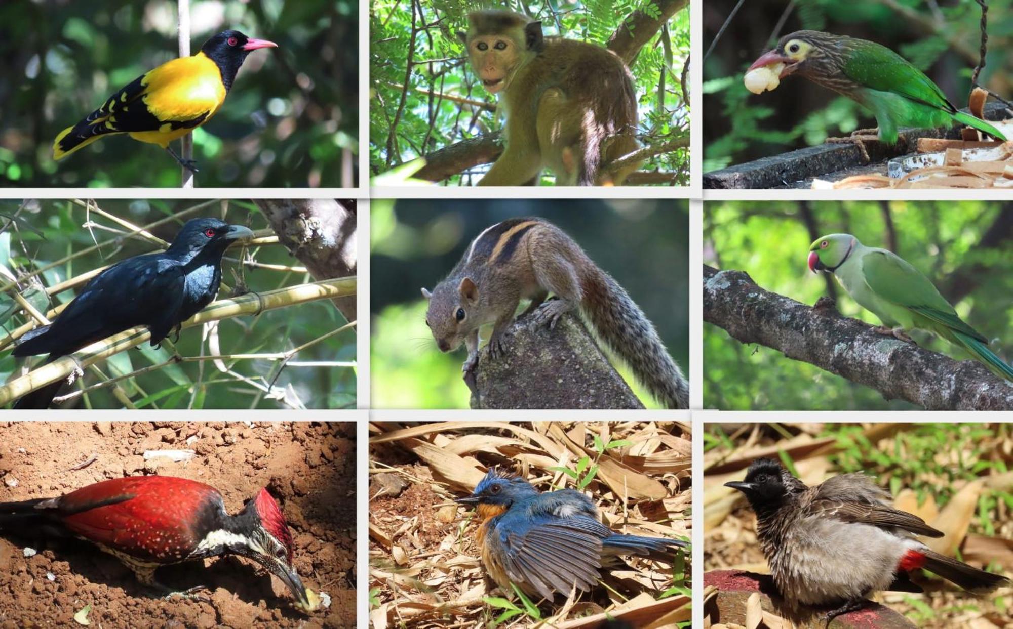 Green Park Safari House & Eco Tree House อุดาวาลาเว ภายนอก รูปภาพ
